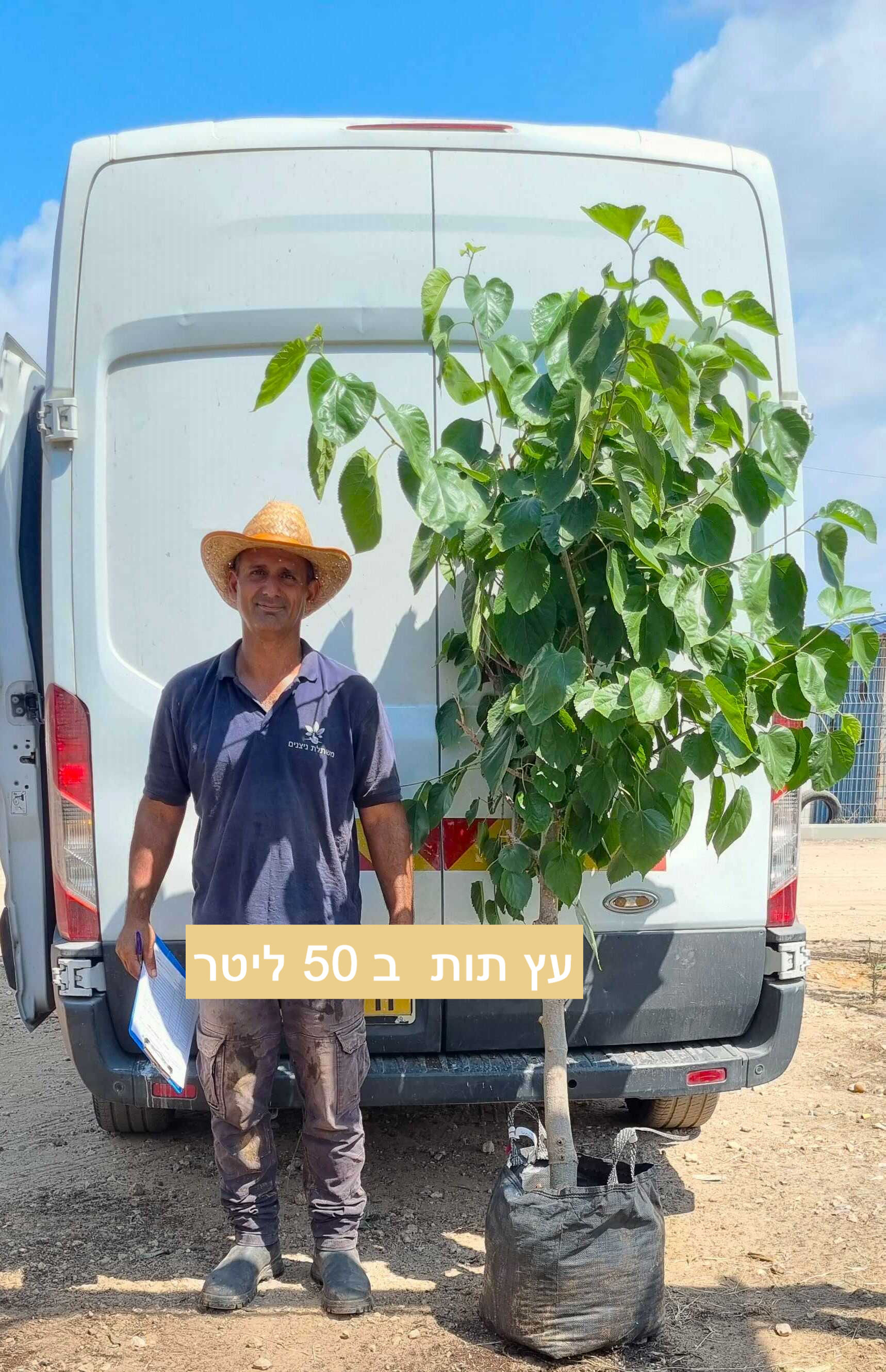 עץ תות פקיסטני ארוך