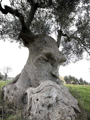 מה דעתכם על זה, הצמחים רואים?