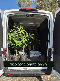 משתלת עצי פרי משלוחים עד הבית