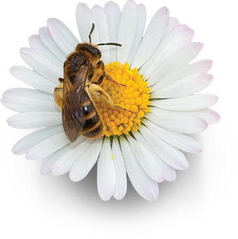 Serviços Ecossistêmicos - Abelhas e polinização