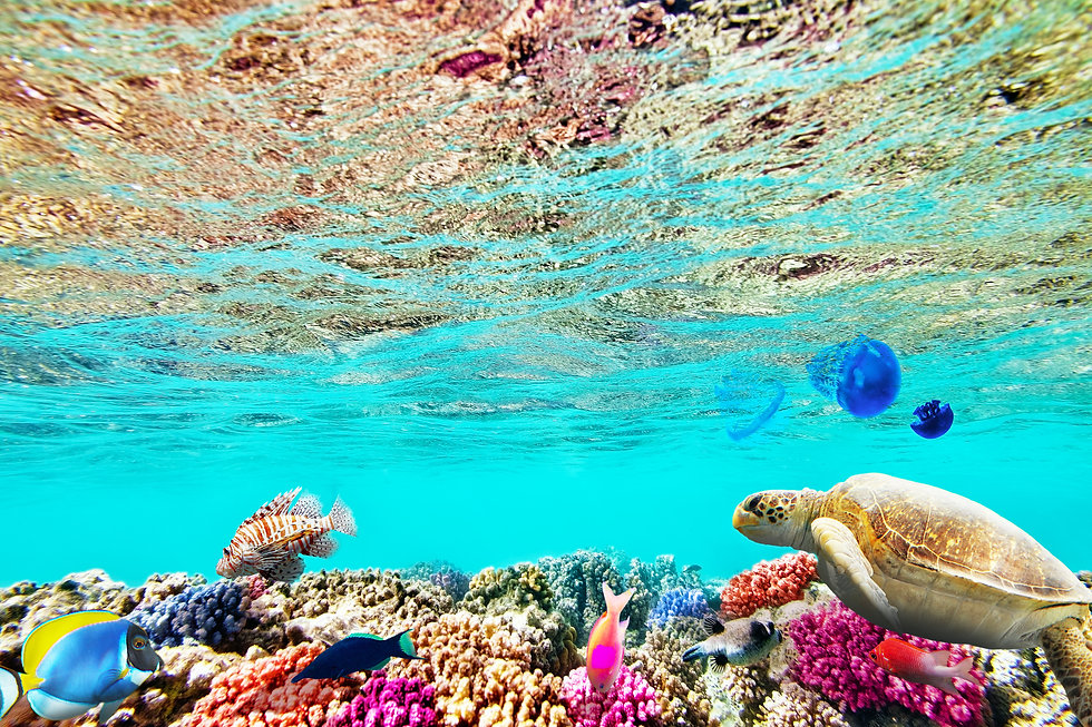great barrier reef.jpeg
