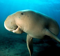 dugong.jpg