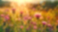 Golden hour thistles_edited.jpg