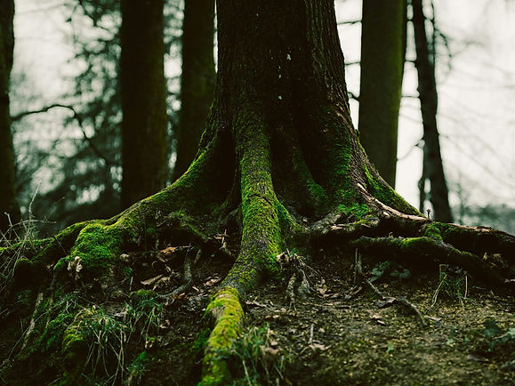 photo-1727805174504-3cd54f92b3eb (3).jpg