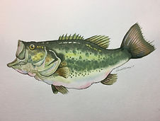 Large mouth bass watercolor painting by Dan Wildes