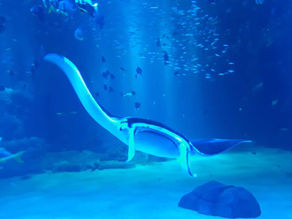 LA RAIE MANTA