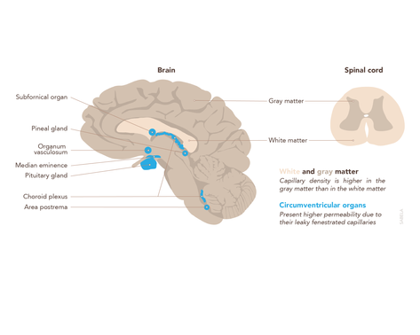 Illustration showing regional differences in capillary density in the brain, with a sagittal brain section and spinal cord cross-section, highlighting circumventricular organs like the pineal gland, choroid plexus, and pituitary gland.