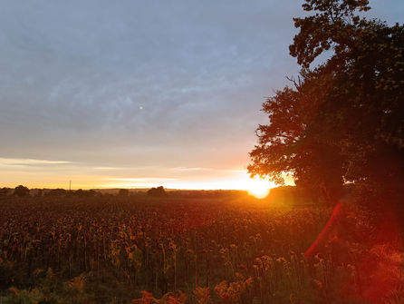 Campagne limousine, Branches de Vie, Psychogénéalogie