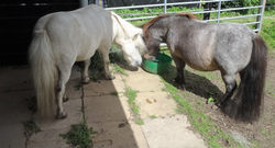 Hudson & Leo