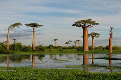 ARBOLES SOCOTRA