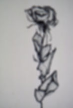 rose drawing