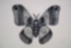 moth dot drawing