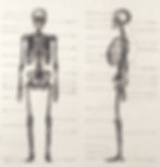 skeleton illustration