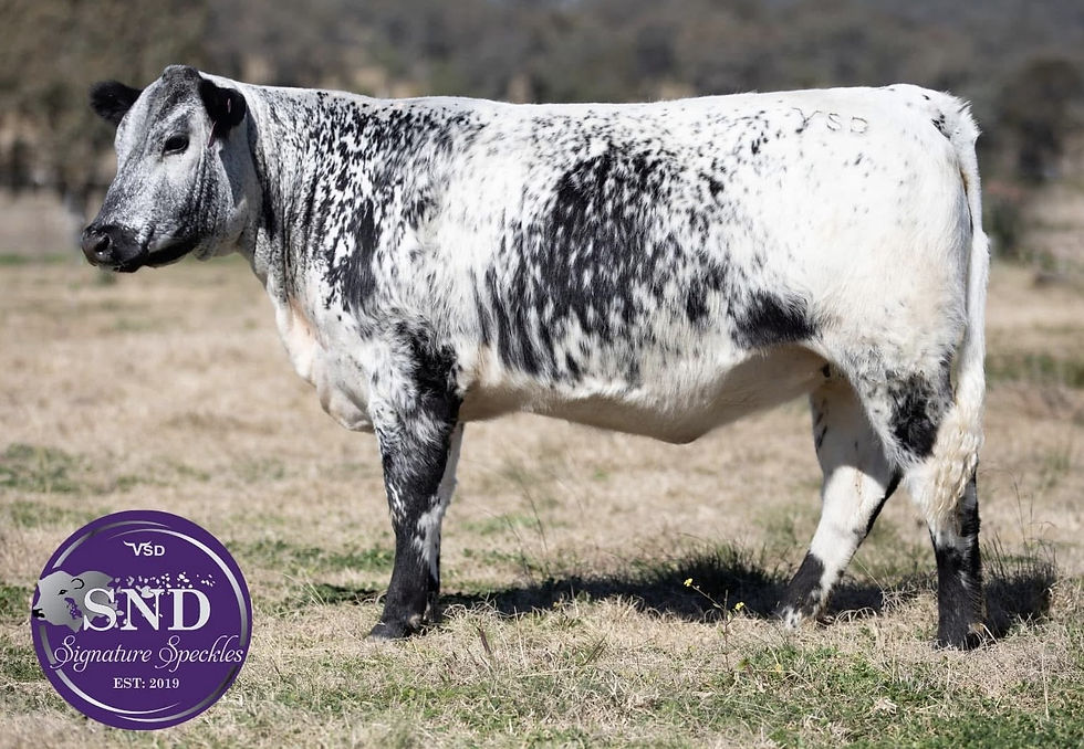 SND U5 - Progeny of LST Q37 Spice