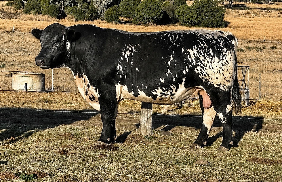 SND U6 - Son of LST Q37