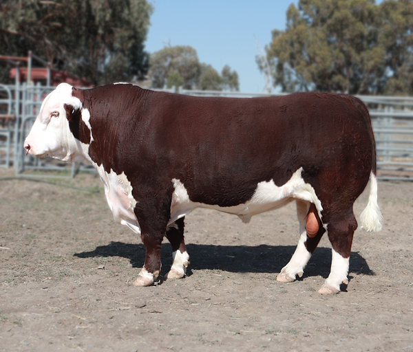 Lot 104 Wodonga.png