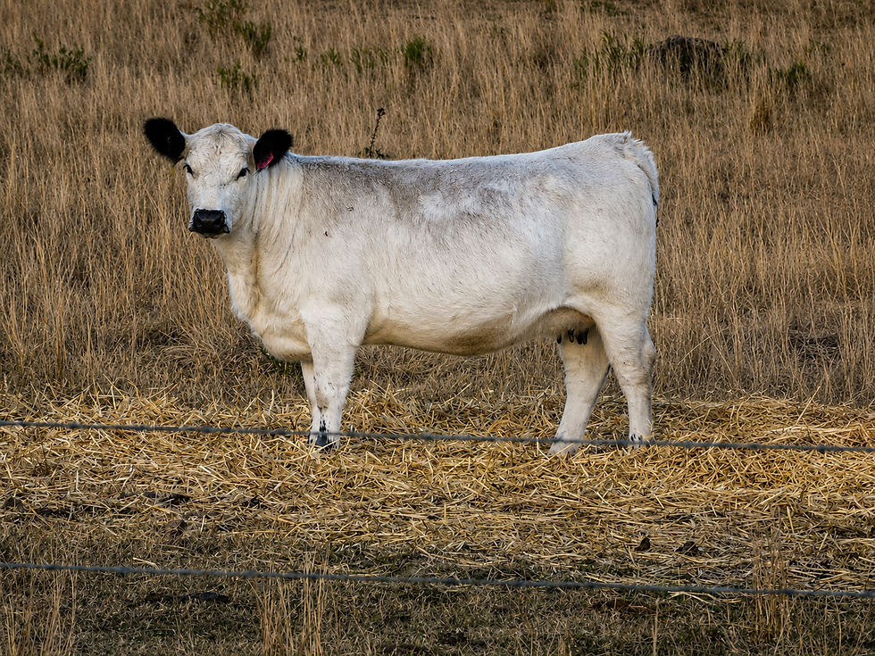 SND U12 - Progeny of Tori C5R N16