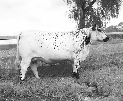 WISHLIST SPECKLE PARK WSW T3_edited.jpg