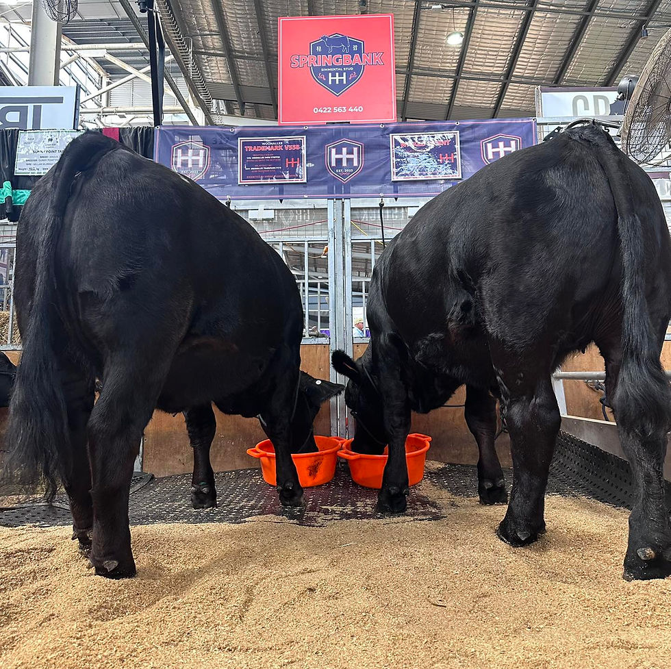Springbank Simmentals