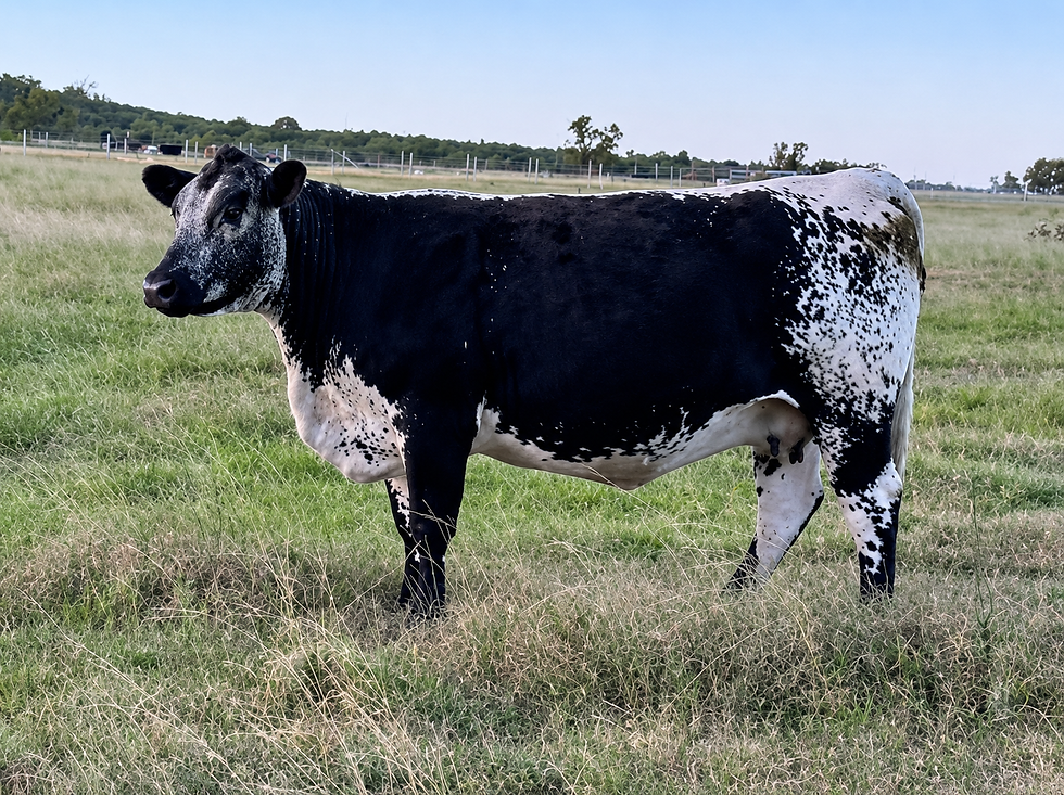 SND T3 - Progeny of LST Q37 SPice