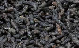guano_murcielago.jpg