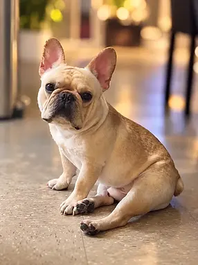 crram french bulldog.webp
