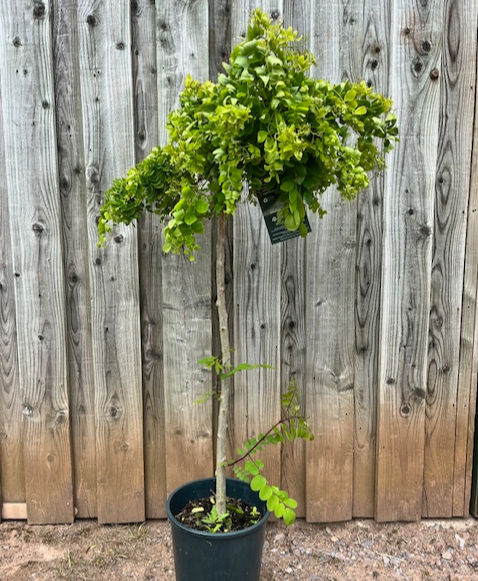 Thumbnail: Robinia pseudoacacia 'Lace Lady' | Twisty Babe False Acacia