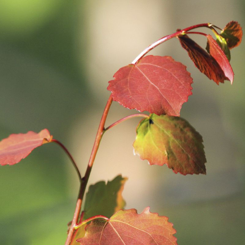 Thumbnail: Tilia cordata (25 Pack) | Small Leaved Lime