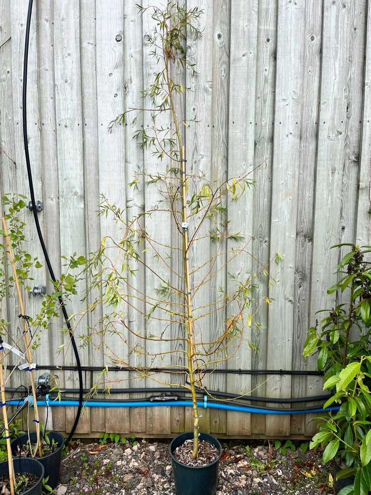Thumbnail: Golden Weeping Willow 12L Container