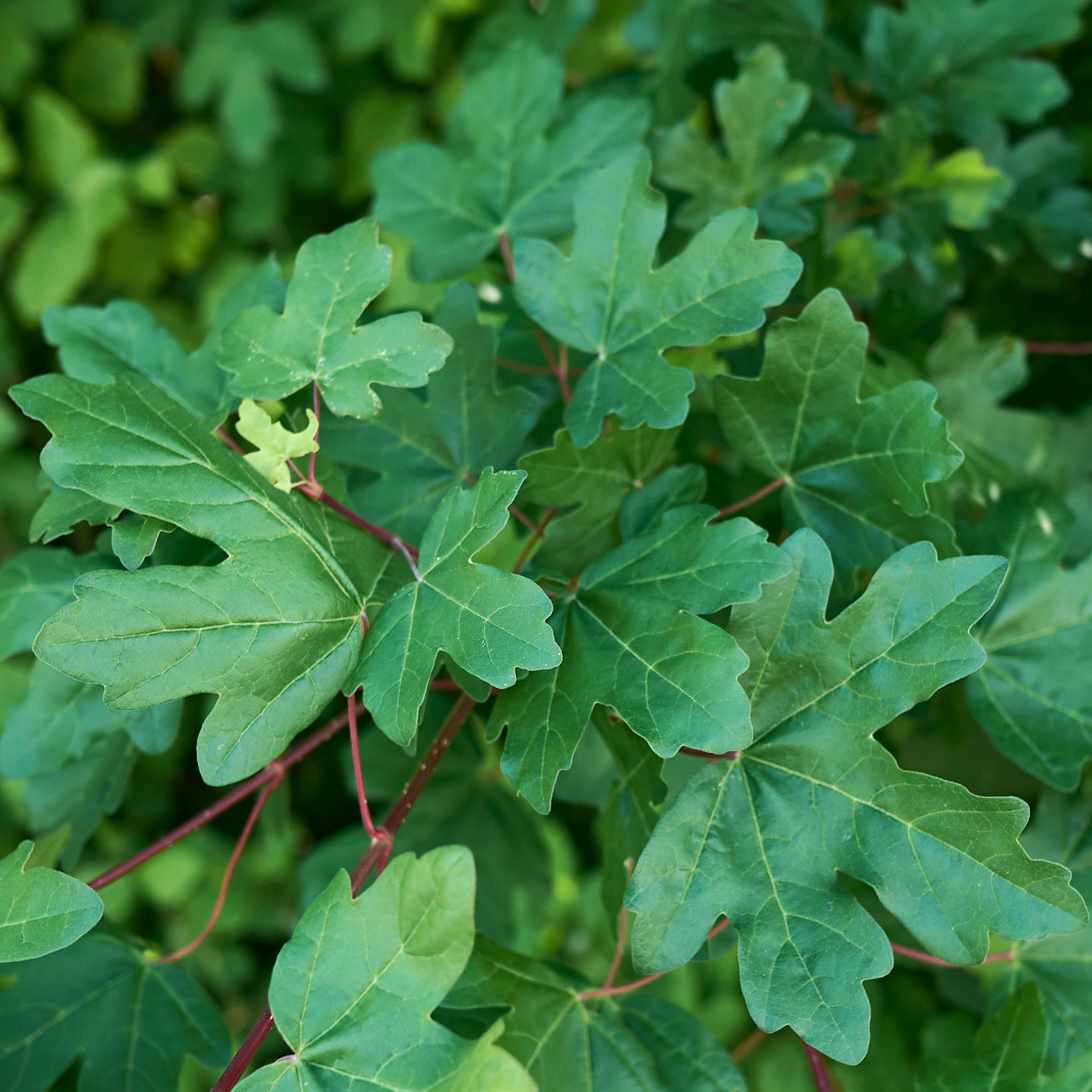 Acer campestre 'Street Pillar' | Upright Field Maple Tree