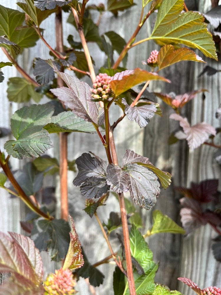 Thumbnail: Physocarpus opulifolius 'Diablo' | Ninebark