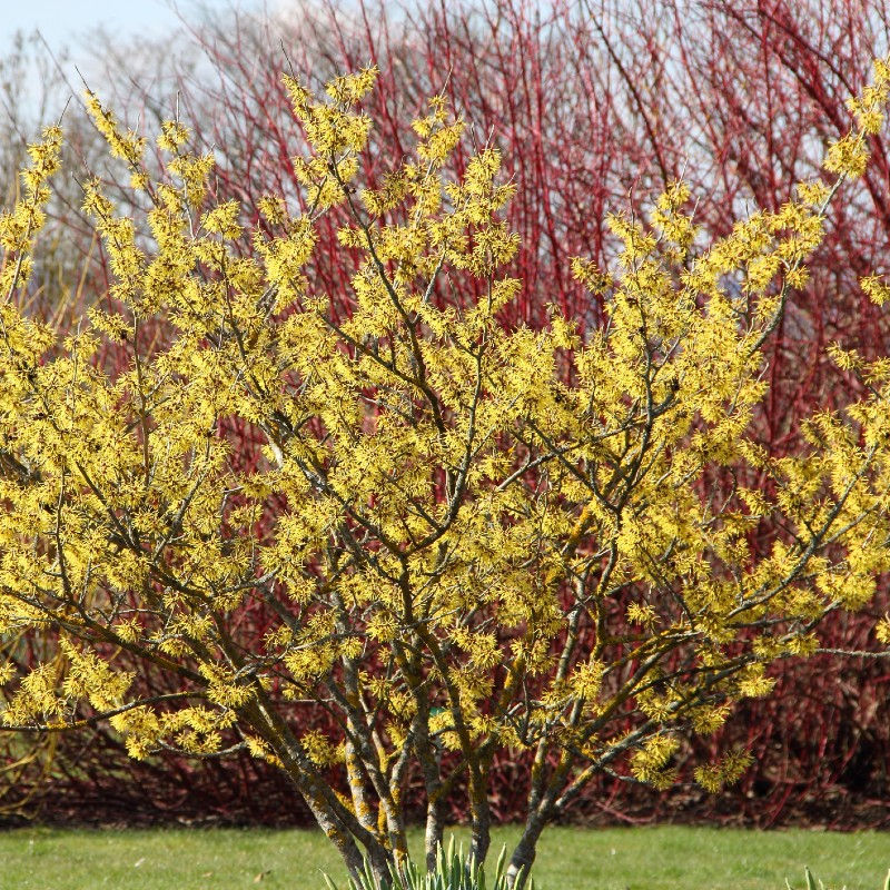Thumbnail: Hamamelis x intermedia 'Pallida' | Witch Hazel Tree