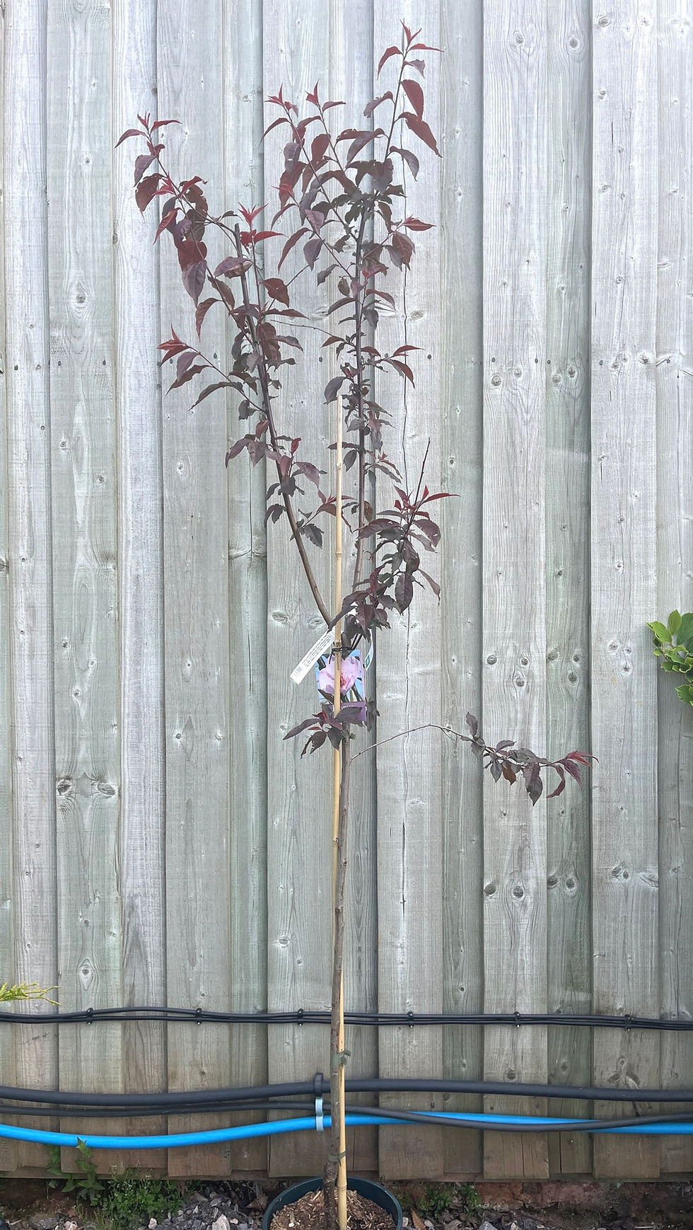 Thumbnail: Prunus cerasifera 'Spring Glow' | Flowering Plum