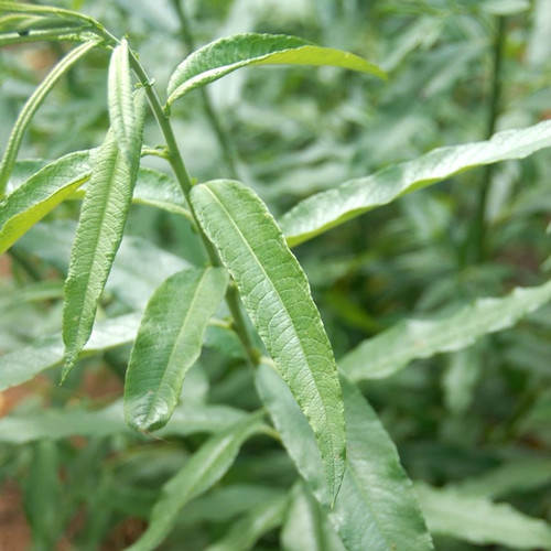 Hybrid Willow Rooted Plants Bowhayes Trees