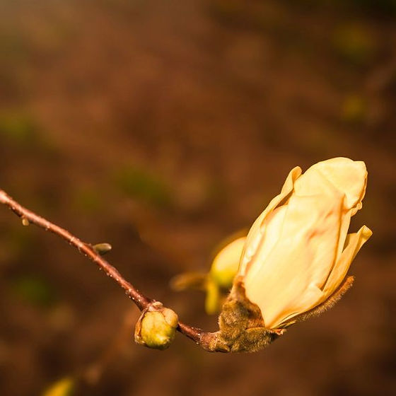 Magnoliaページ Magnolia 'Judy Zuk' | Magnolia | Bowhayes Trees