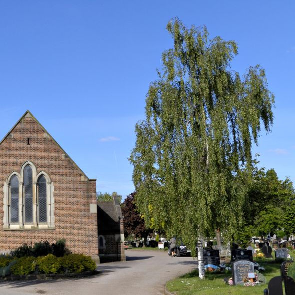 Thumbnail: Betula pendula 'Tristis' | Weeping Birch Tree