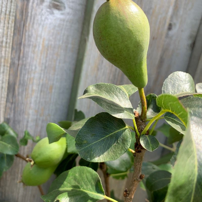 Pyrus communis 'Concorde' | Pear Tree
