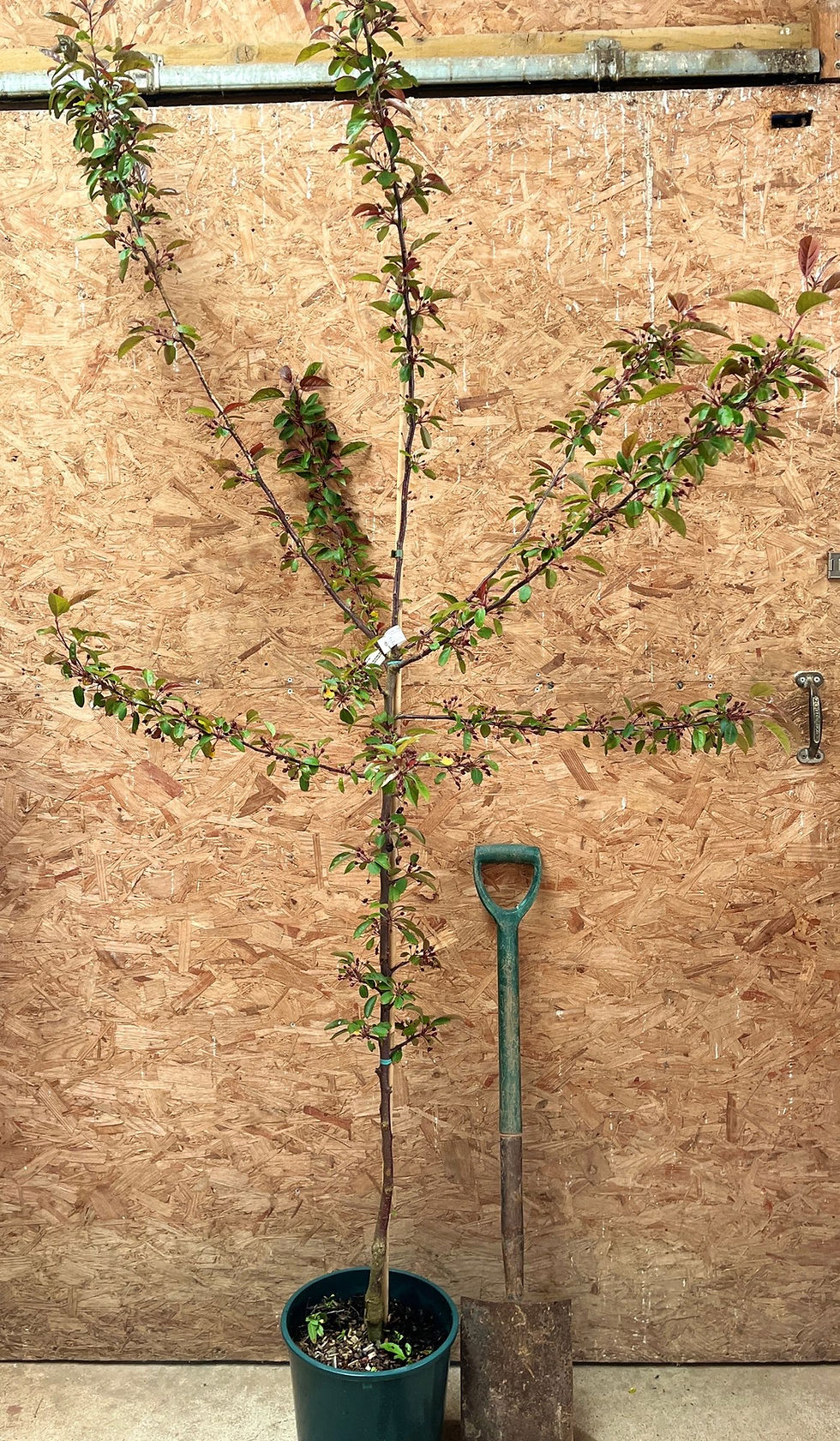 Thumbnail: Malus 'Indian Magic' | Crab Apple Tree