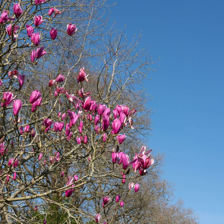 Thumbnail: Magnolia 'Spectrum' | Magnolia Tree