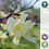 Thumbnail: Magnolia 'Daphne' | Yellow-Flowering Magnolia Tree