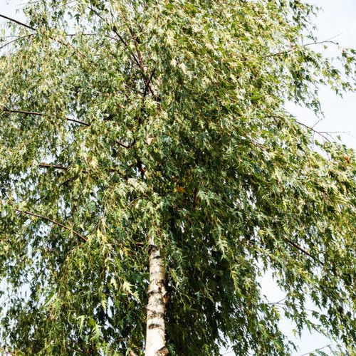 特価品 228cm 光るシラカバの木 クリスマス 1740011 dショッピング