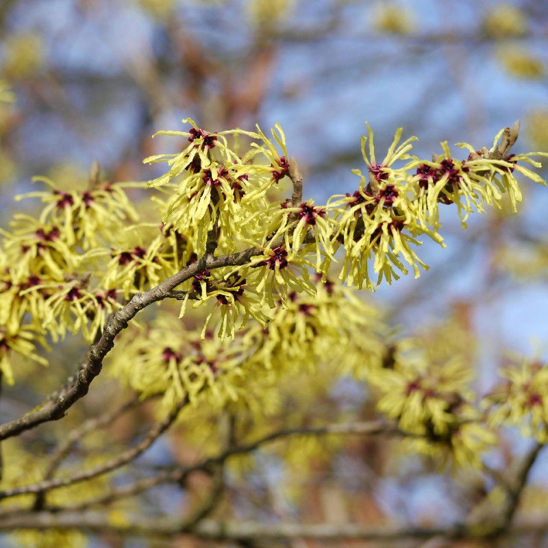 Thumbnail: Hamamelis x intermedia 'Pallida' | Witch Hazel Tree
