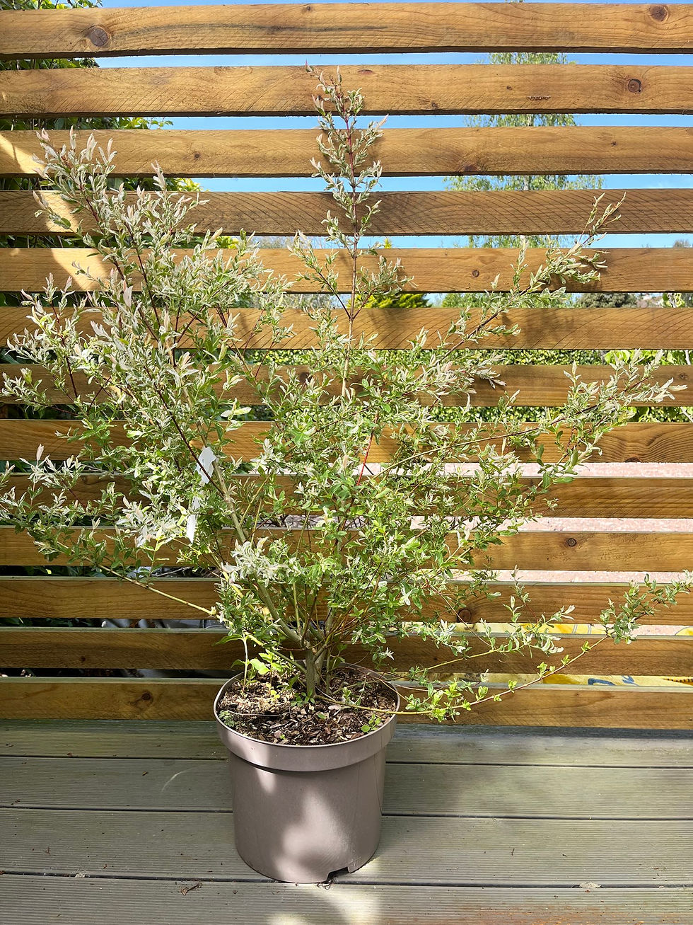 Thumbnail: Salix integra 'Hakuro-nishiki' | Flamingo Willow