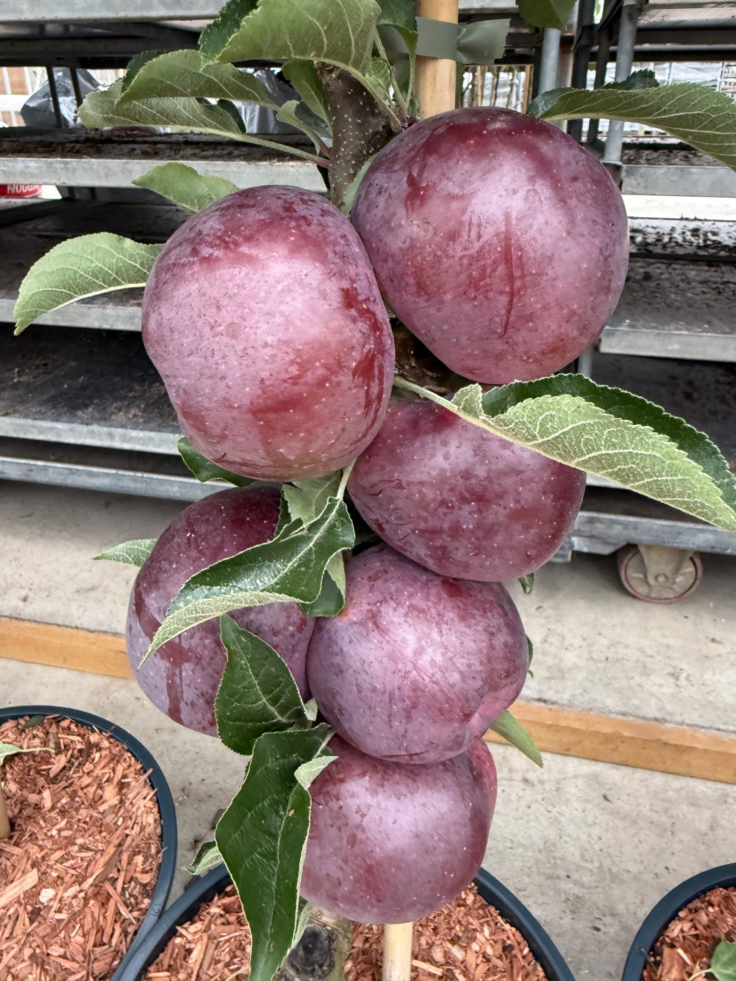 Malus domestica 'Blue Moon' (Starline) | Apple Tree