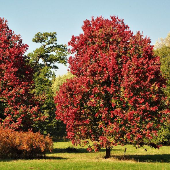Thumbnail: Acer rubrum 'October Glory' | Red Maple