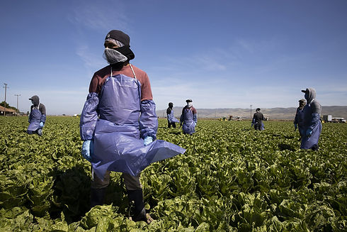 200518-farm-california-coronavirus-cs-1222p-2000x1333.jpeg