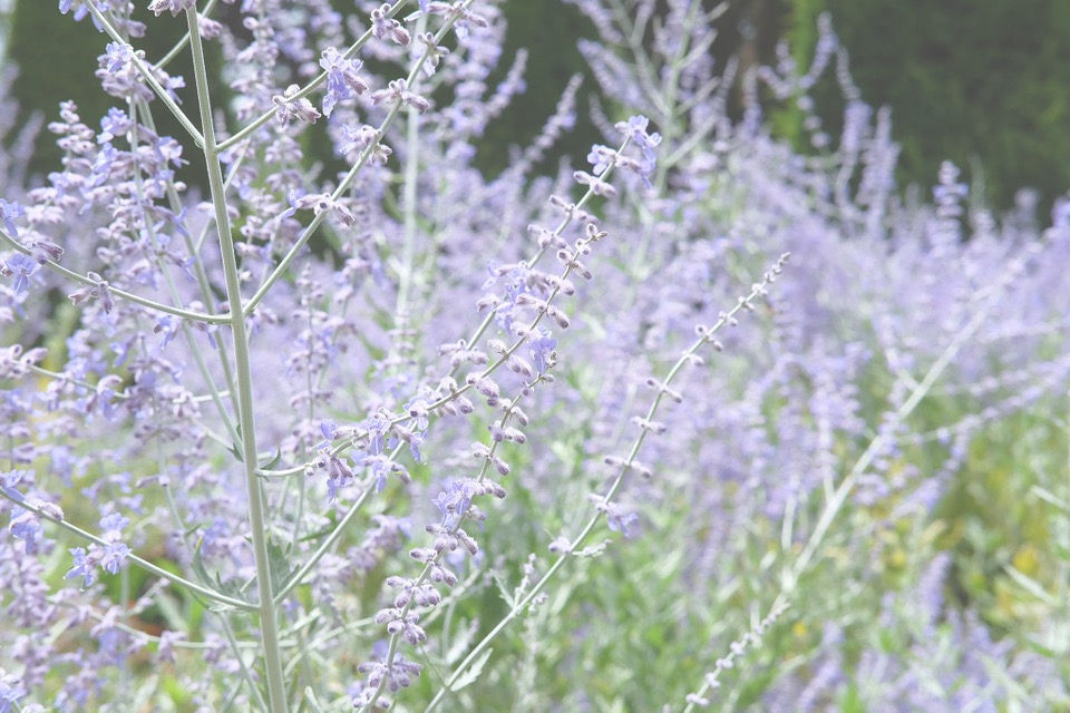 2048x1365-Perovskia-atriplicifolia-43f1943_edited.jpg