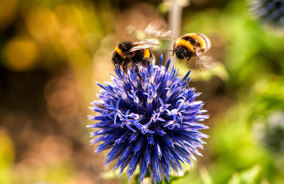Two bumblebees hover above a purple flower