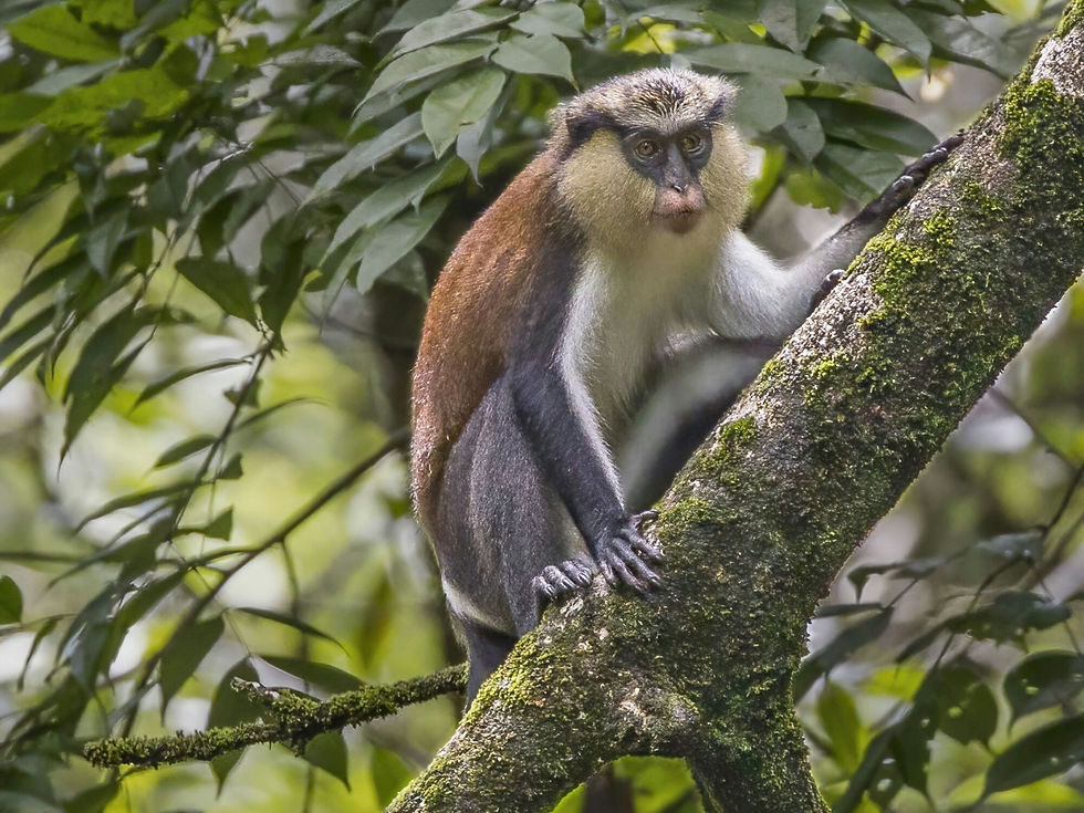 Mona monkey (Cercopithecus mona) in Príncipe, by Charles J. Sharpe (CC BY-SA 4.0)