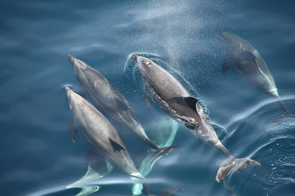 A pod of dolphins swimming